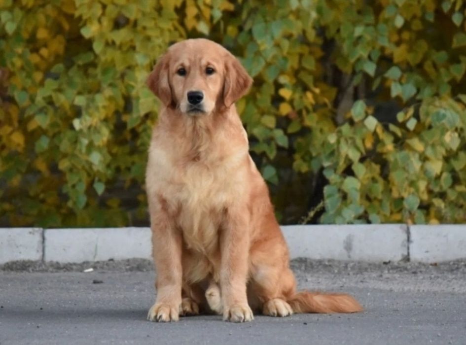 Голдън ретривър чистокръвни