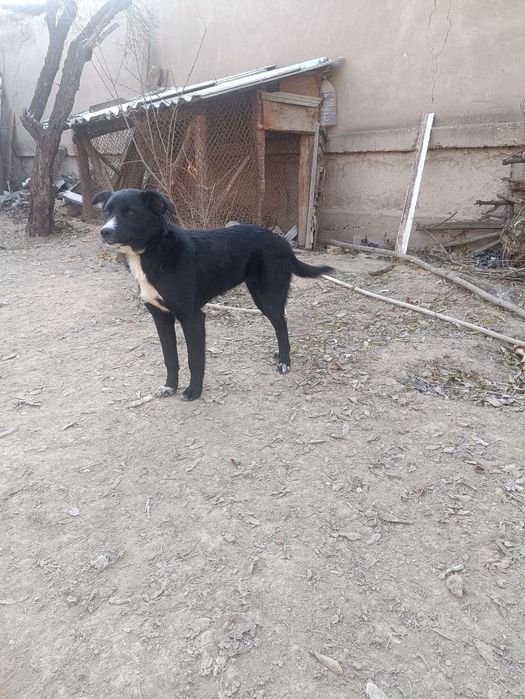 Пристраивается собака в хорошие руки