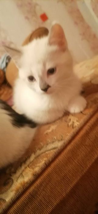 Кошечки домашние, сиамские.