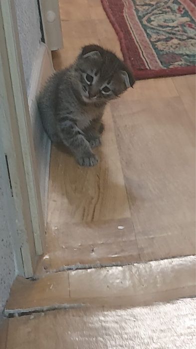 Шотландская вислоухая