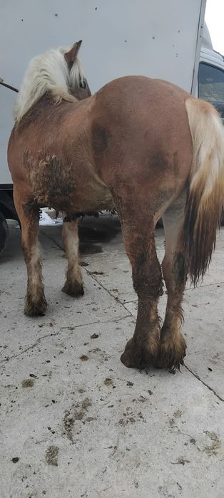 Vând mânji de 8 luni și de 1 an la preț bun