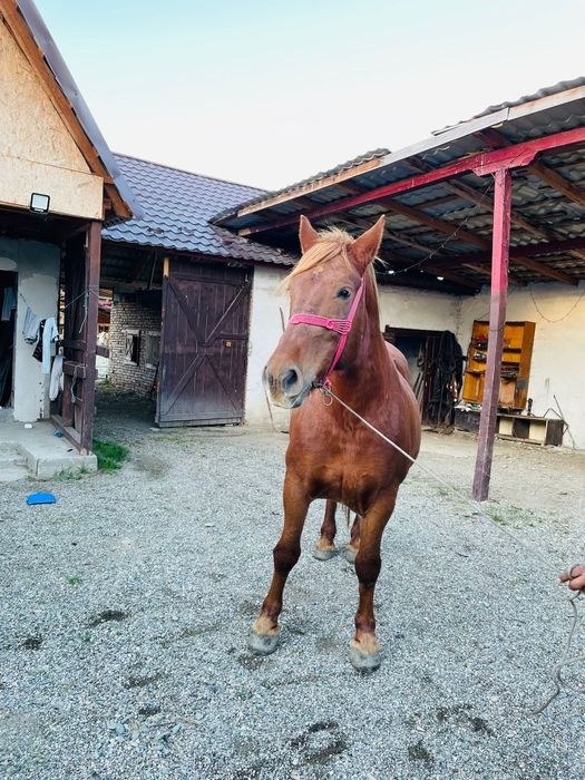 De vânzare iapa gestantă