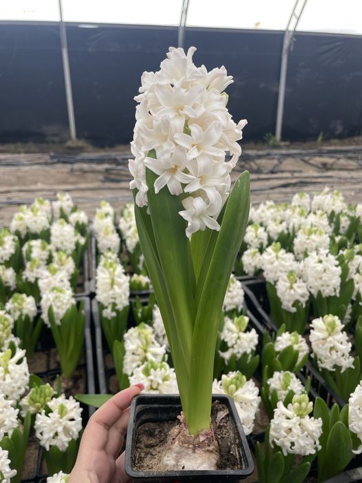 Гиацинты на 8 марта оптом