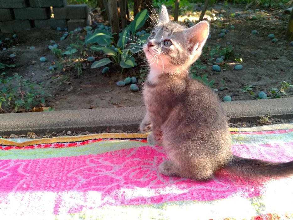Отдам чудесных котят