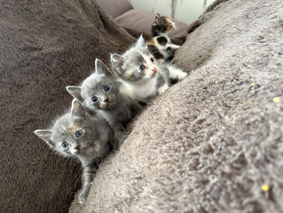 Отдам котят девочки .