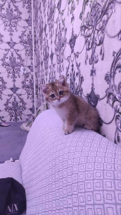 Котёнок британская шиншилла