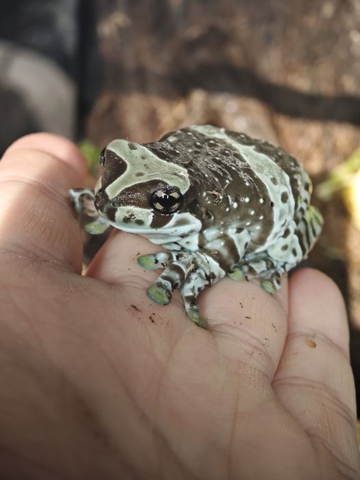 Амазонская молочная лягушка