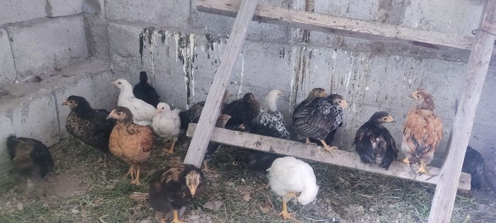 петушки подросшие шустрые продам