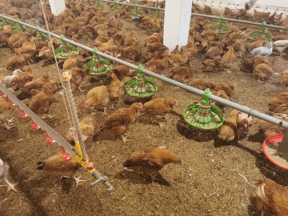 Puicute de inlocuire si cocosi pentru sacrificat