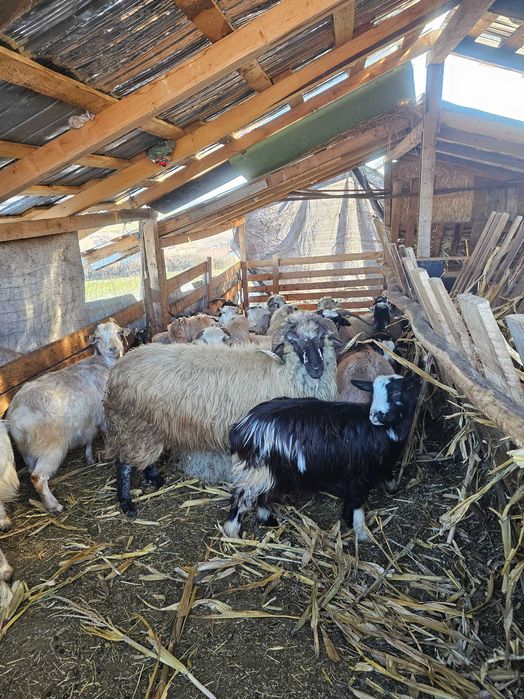 Oi si capre de vanzare