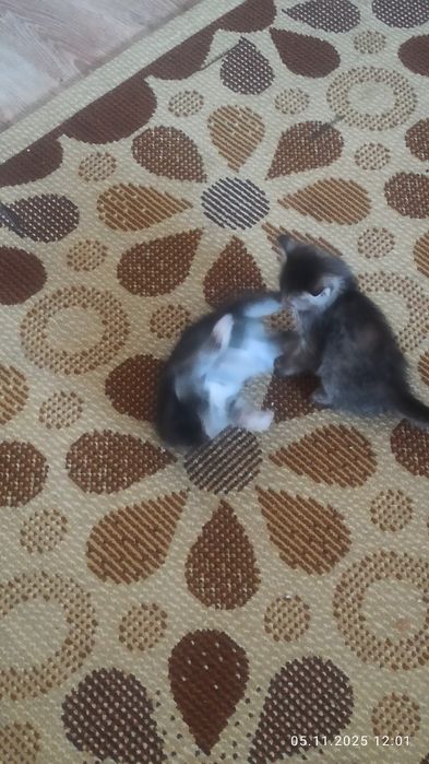 Отдадим в хорошие руки