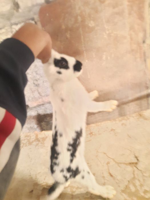 Кролики домашние