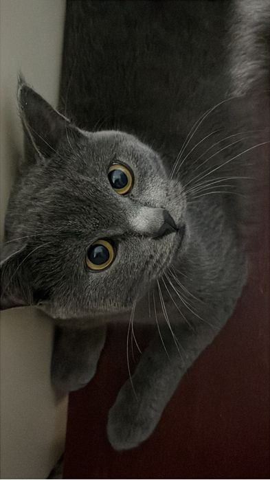 Отдам милого кота