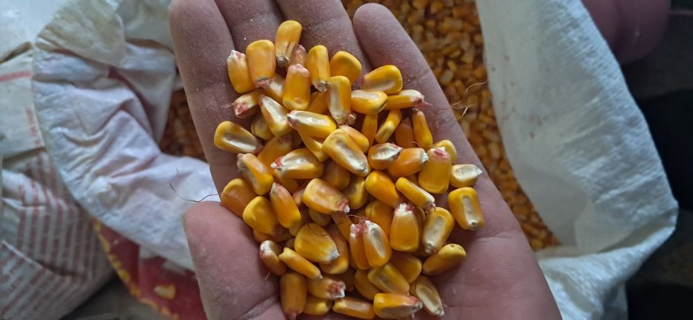 Макка жухори сотилади