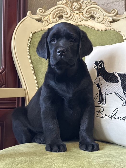 Щенки лабрадора, питомник