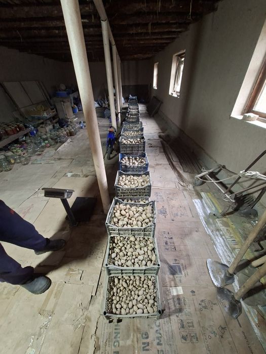 Kartoshka urugʻlari rassiski konsl urugʻlari bahor mavsumga ekishga