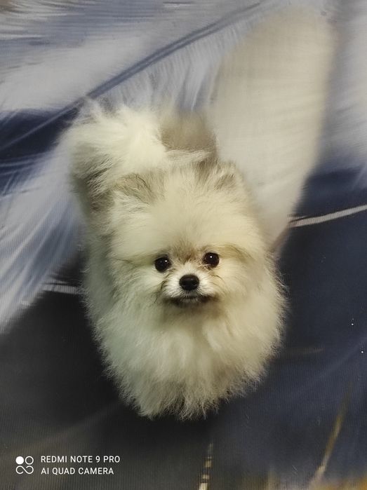 Девочка Помераночка