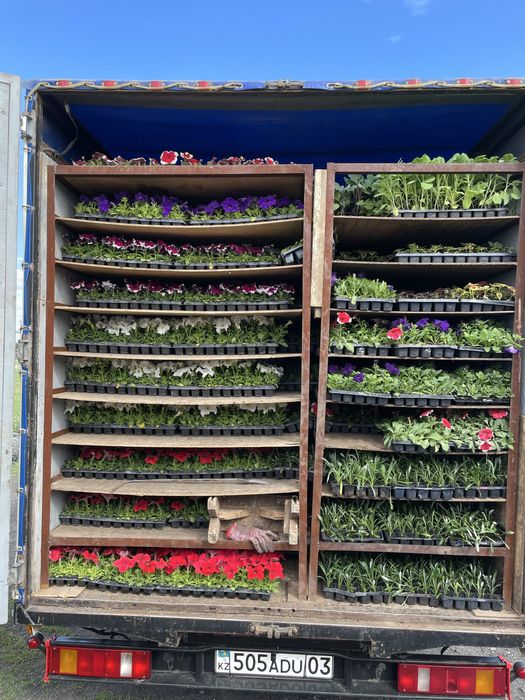 Петуния рассада цветы