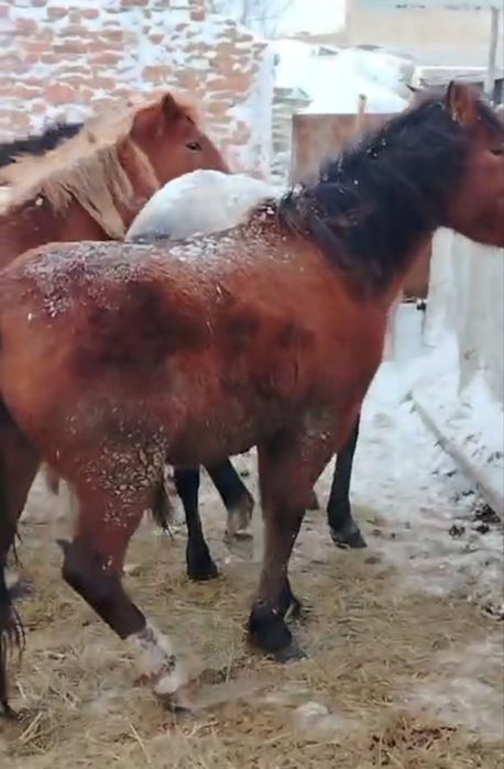 Оптом и в розницу Биелер Тайлар  на откөрме