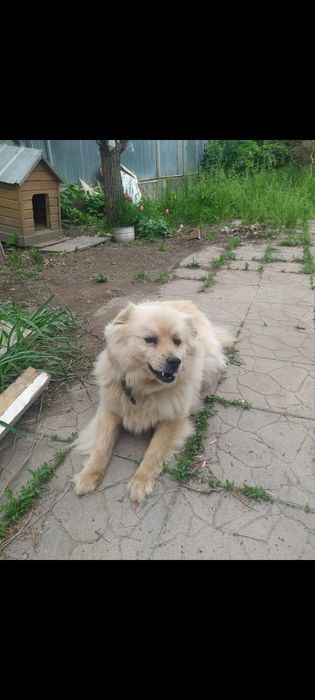 Отдам в хорошие руки собаку