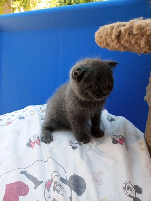 Котята 2 месяца один мальчик 2 девочки