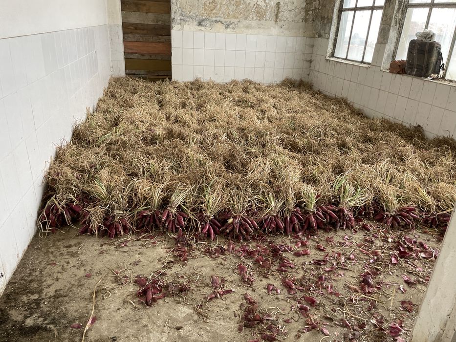 Ceapă roșie de apă