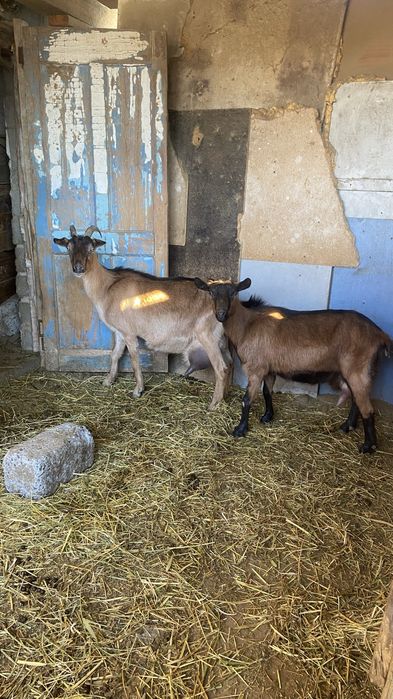 Сауын ешкі сатылады