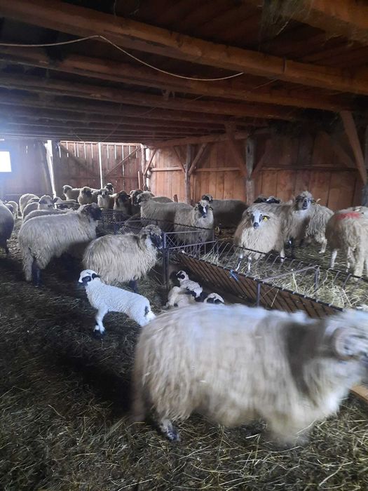 Oi cu miei de vanzare