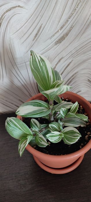 Традесканция вариегатная