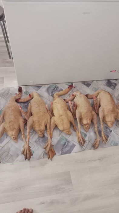 Қаз сатылады Линда пародасы 6айлық