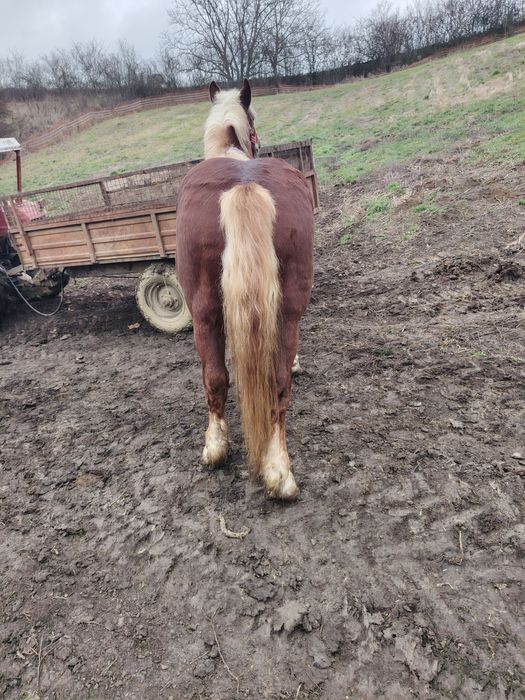 Mânz de 2,5 ani de vânzare