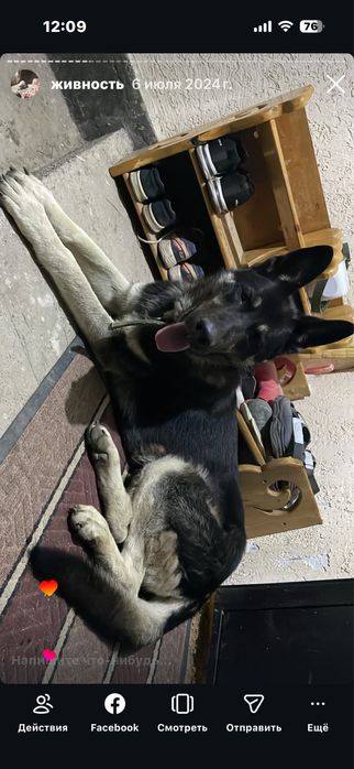 Красивый кабель Восточноевропейской овчарки