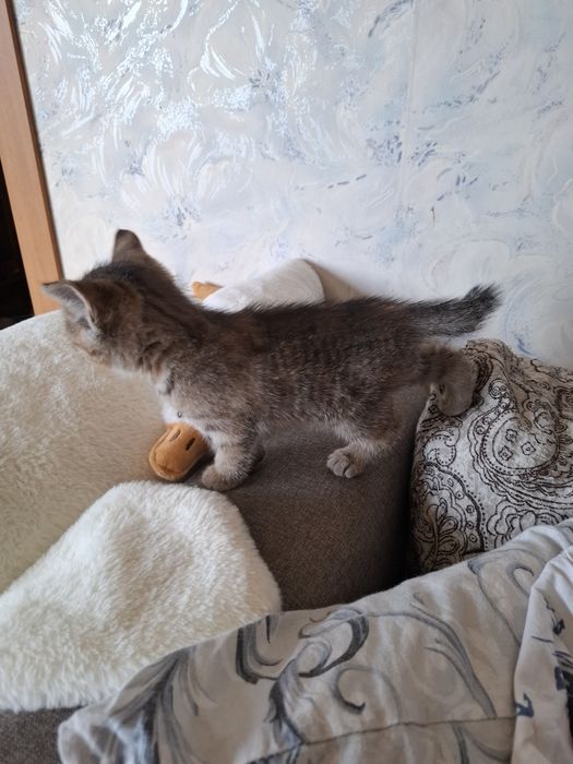 Отдам даром котёнка .девочка
