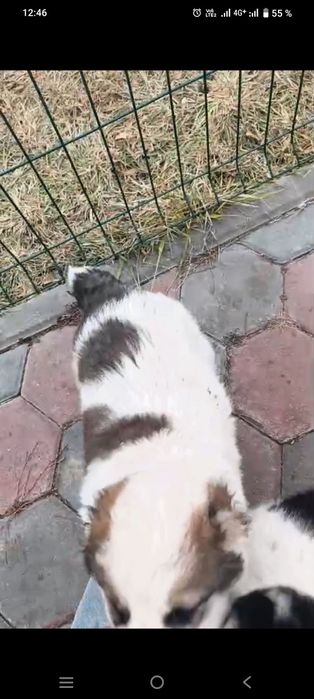 Щенков Алабая, привитые.