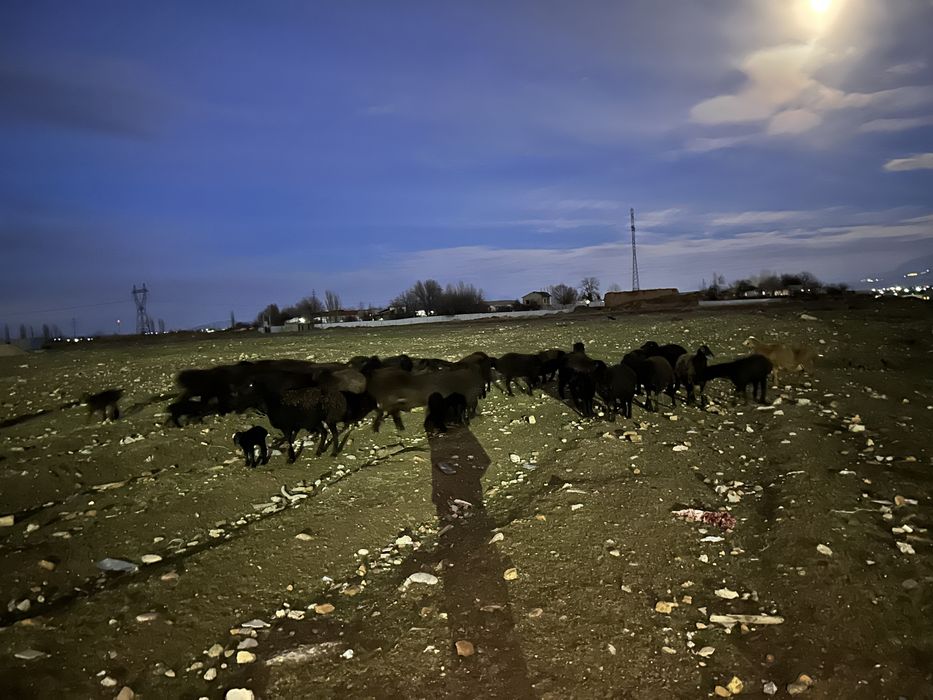 продаю баранов оптом