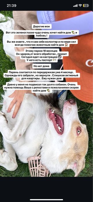 Отдаем пса, срочно