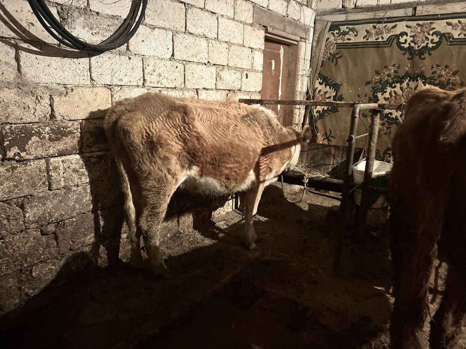 Бағатын қысыр сиыр сатылады.