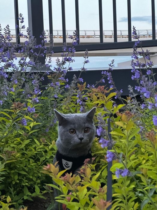 Котята британской породы
