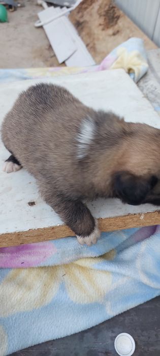 Отдам щенят в добрые руки