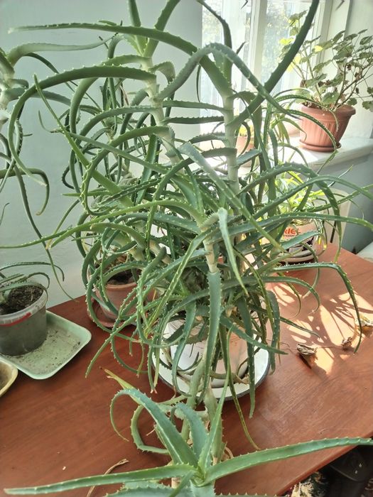 Алое (столетник)