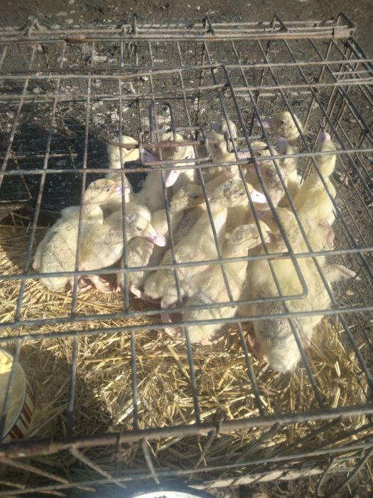 Rățuște Mulard, leșești și gălăgioase