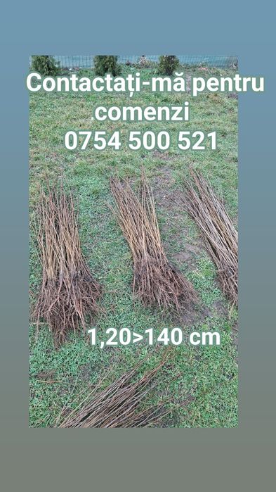 Puieti de salcâm de la 30 bani-1.20 bani