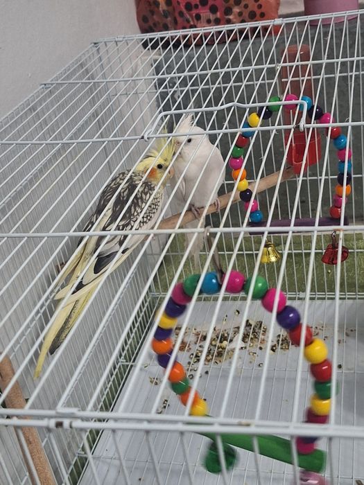 Попугай 2 Карелла + клетка