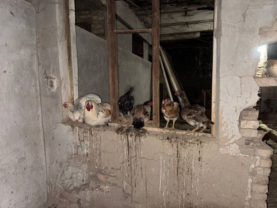 Куры несушки молодые