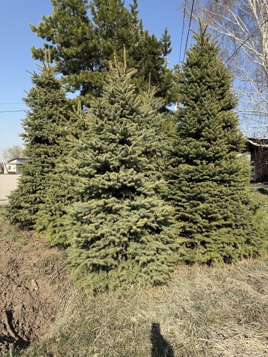 Ель газон саженцы