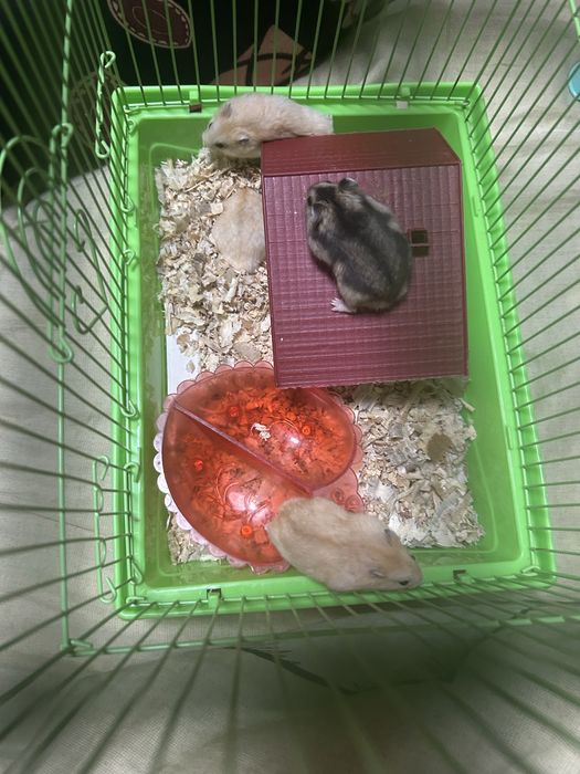 джунгарские хомяки