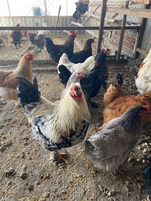 Инкувационны яйцо