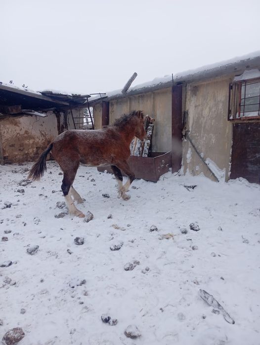 Продается Құнан с откорма