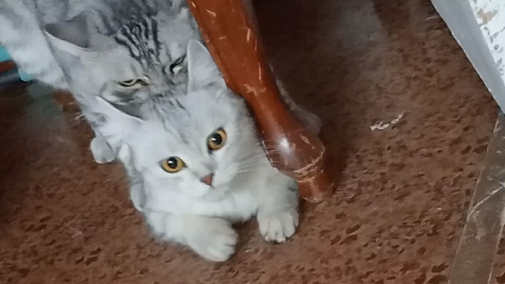 Одинокий кота отдам