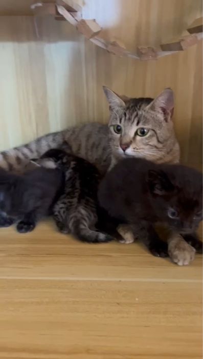 Мама кошка с котятами